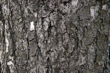 Bir ağaç dokusuna yakın çekim