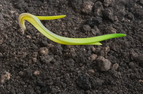 洋葱从土壤中生长 — 图库照片