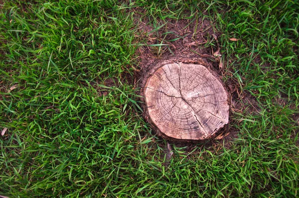 Árbol Tocón Sobre Hierba Fondo — Foto de Stock