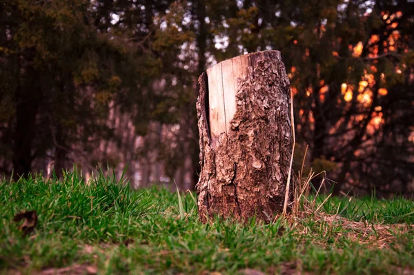 Baumstumpf Auf Gras Hintergrund — Stockfoto