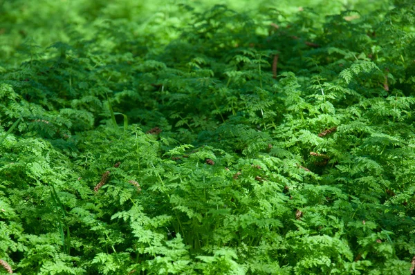 Grama Verde Livre Fechar — Fotografia de Stock