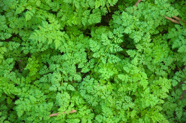 Grama Verde Livre Fechar — Fotografia de Stock