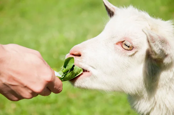 Girl Feeding Goat Herbs Farm — Stock Photo, Image
