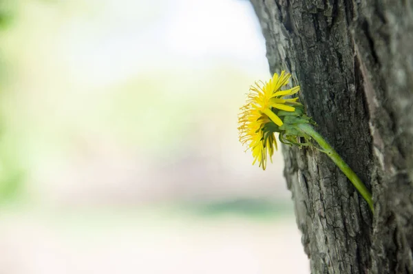 A dandelion grown from a tree. The dandelion that struggled sprouted from the bark of the tree on the background of the bokeh