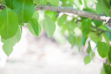 Bokeh arka planda kayısı yakın çekim yaprakları