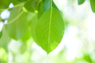 Bokeh arka planda kayısı yakın çekim yaprakları