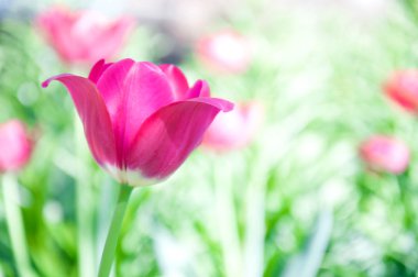 Bokeh arka planda mor lale yakın çekim