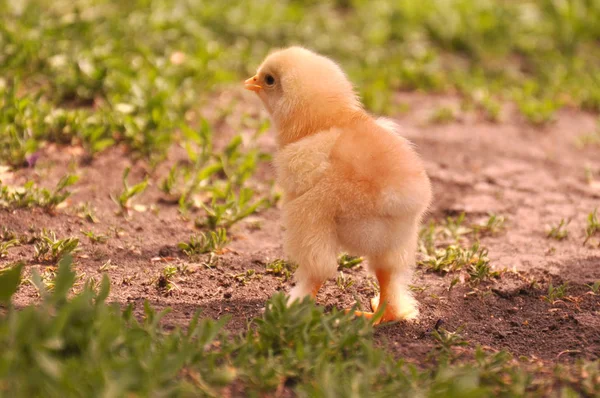 Pequeño Pollo Amarillo Camina Hierba Verde Verano Pollo Corriendo Alrededor — Foto de Stock