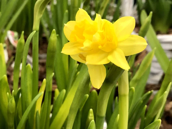 Žlutý Narcis Zavřít — Stock fotografie