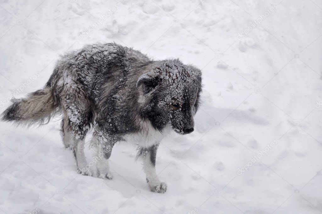 A lone dog walks through a snowstorm cold in winter. Abandoned sad dog in search of hom