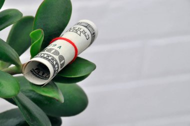 Beyaz bir artalan üzerinde dolar ile Bush