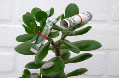 Beyaz bir artalan üzerinde dolar ile Bush