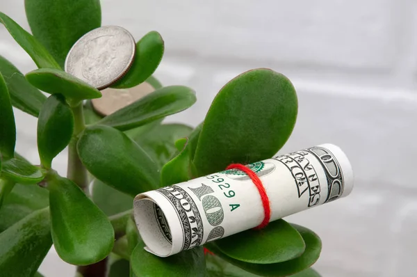 Beyaz bir artalan üzerinde dolar ile Bush