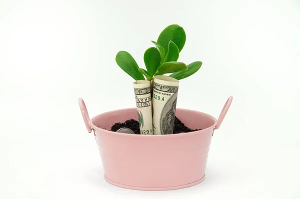 Money tree planted in a bucket with dollars rolled into a tube. Money bush planted in a bucket of money coins.