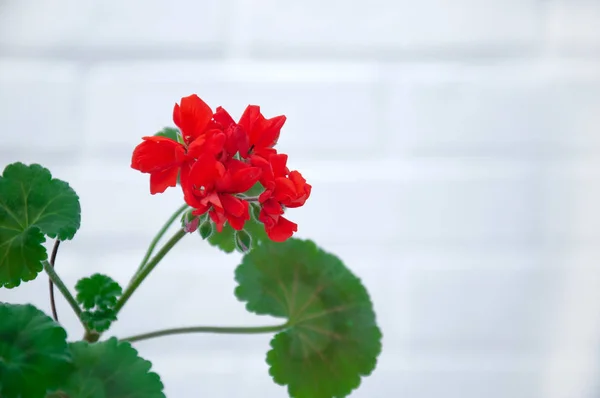 Red geranium closeup on a white background. A branch of geranium.