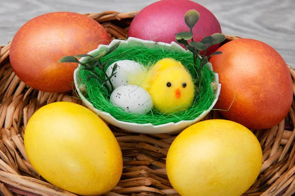 Gri bir arka plan üzerinde ahşap bir sepet üzerinde tavuk ile Paskalya yumurtaları. Paskalya ile tebrik kartı.