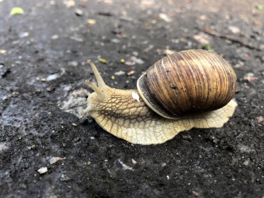 Yağmurdan sonra ıslak zeminde sürünen salyangoz. Vahşi doğada salyangoz yakın çekim.