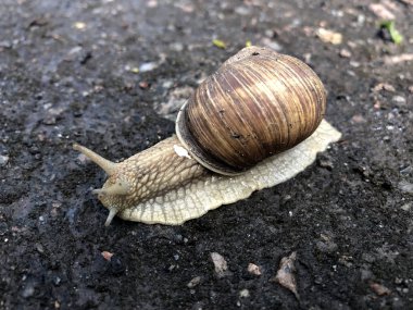 Yağmurdan sonra ıslak zeminde sürünen salyangoz. Vahşi doğada salyangoz yakın çekim.