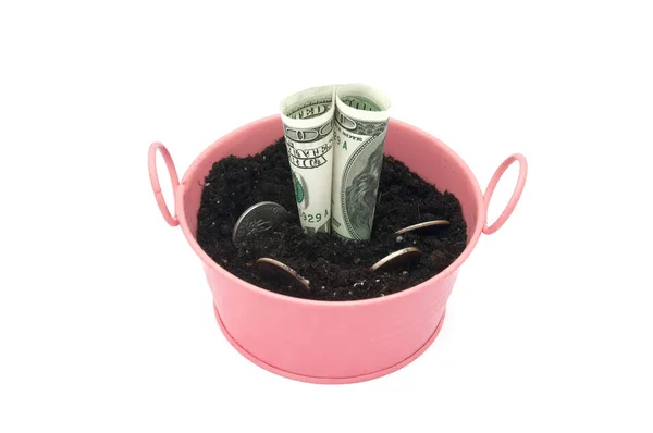 Dólares Monedas Plantan Cubo Color Rosa Sobre Fondo Blanco Árbol — Foto de Stock