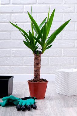 Yucca gri laminat bir arka plan üzerinde yakın çekim bırakır. Evde Yucca nakli. Ev bitkileri için bakım. Kapta genişletilmiş kil, sprey tabancası, toprak saksı ve yucca tencerede yakın çekim.