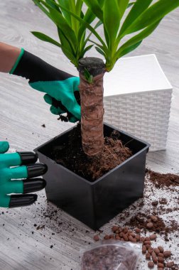 Yucca gri laminat bir arka plan üzerinde yakın çekim bırakır. Evde Yucca nakli. Ev bitkileri için bakım. Kapta genişletilmiş kil, sprey tabancası, toprak saksı ve yucca tencerede yakın çekim.