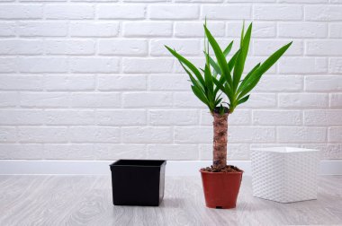 Yucca gri laminat bir arka plan üzerinde yakın çekim bırakır. Evde Yucca nakli. Ev bitkileri için bakım. Kapta genişletilmiş kil, sprey tabancası, toprak saksı ve yucca tencerede yakın çekim.