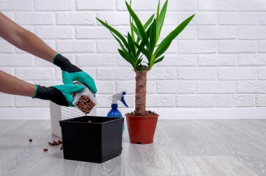 Evde Yucca nakli. Ev bitkileri için bakım. Yakın çekim genişletilmiş kil, sprey tabancası, toprak pot ve yucca tencerede. Kız bir ev bitkisi replants.