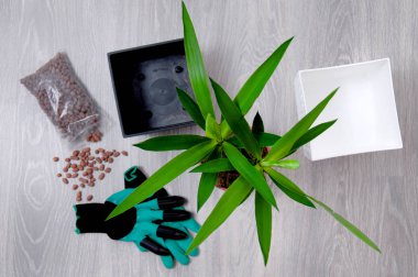 Yucca gri laminat bir arka plan üzerinde yakın çekim bırakır. Evde Yucca nakli. Ev bitkileri için bakım. Tencerede genişletilmiş kil, toprak saksı ve yucca yakın çekim.