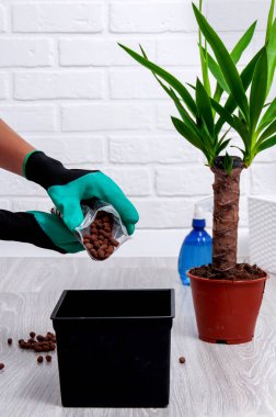 Evde Yucca nakli. Ev bitkileri için bakım. Yakın çekim genişletilmiş kil, sprey tabancası, toprak pot ve yucca tencerede. Kız bir ev bitkisi replants.