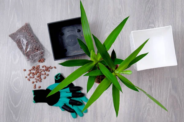 Yucca Blätter Großaufnahme Auf Grauem Laminat Yucca Transplantation Hause Pflege — Stockfoto