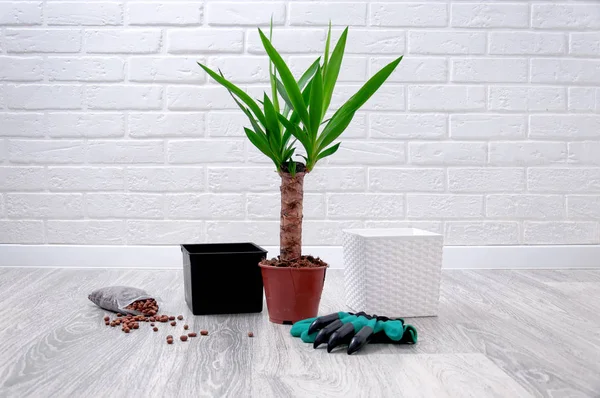 Yucca gri laminat bir arka plan üzerinde yakın çekim bırakır. Evde Yucca nakli. Ev bitkileri için bakım. Tencerede genişletilmiş kil, toprak saksı ve yucca yakın çekim.
