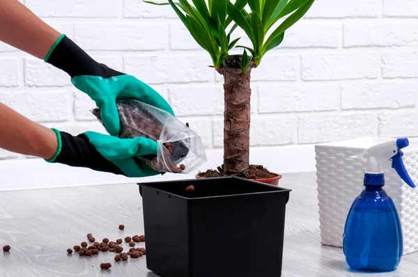 Evde Yucca nakli. Ev bitkileri için bakım. Yakın çekim genişletilmiş kil, sprey tabancası, toprak pot ve yucca tencerede. Kız bir ev bitkisi replants.