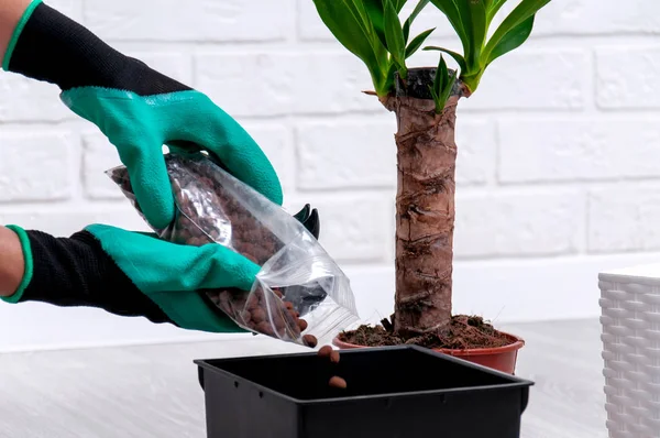 Evde Yucca nakli. Ev bitkileri için bakım. Yakın çekim genişletilmiş kil, sprey tabancası, toprak pot ve yucca tencerede. Kız bir ev bitkisi replants.