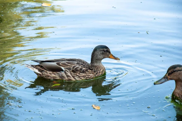 A duck swims in a pond in a park. Brown duck close-up on the water.
