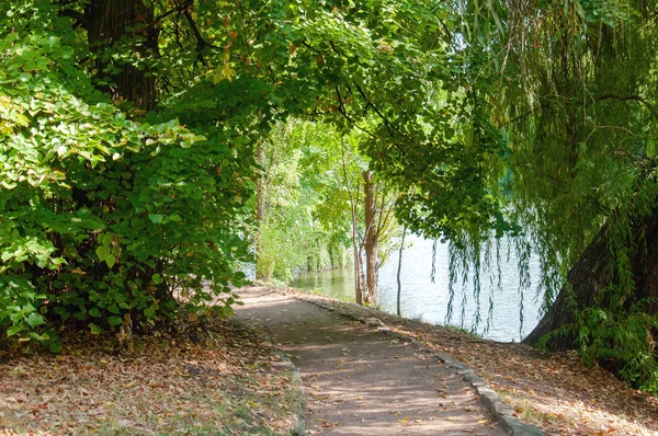 绿叶在树上特写 树上有许多绿叶的树枝 公园里沿池塘和许多树木的道路 — 图库照片