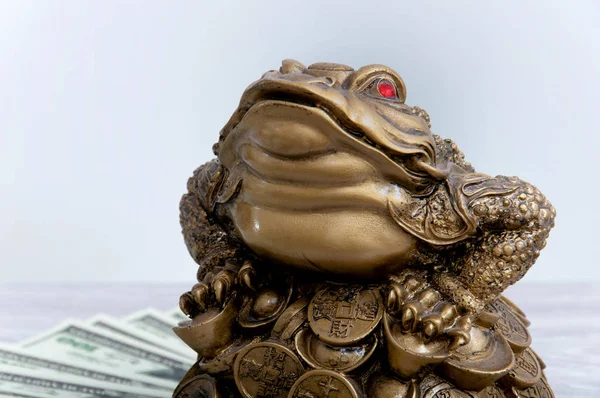 동전이 두꺼비는 클로즈업하는 두꺼비와 풍수이 — 스톡 사진