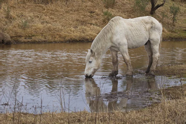 Grande Cavalo Branco Uma Lagoa Rasa Água Potável Dia Nublado — Fotografia de Stock