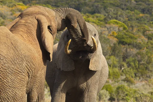 Två Stora Elefanter Driver Och Knuffande Varandra Värmen Från Sommarsolen — Stockfoto
