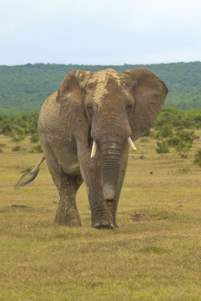 Большой Африканский Слон Проявляет Признаки Агрессивности Жаркий Солнечный День Парке — стоковое фото
