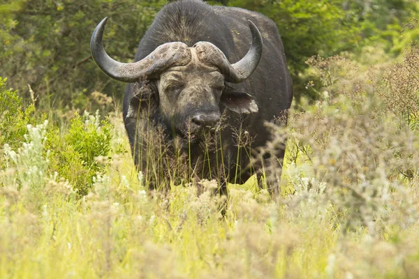 Gran Búfalo Africano Peligroso Pie Hierba Seca Larga Mirando Alerta — Foto de Stock