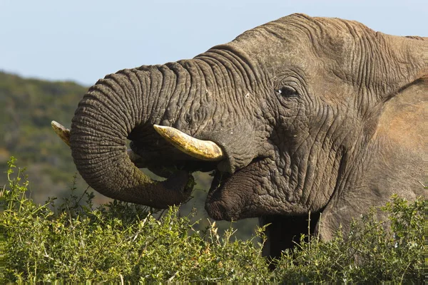 大きな男性ゾウの茂みと 長い鼻を持つ低木に餌やり — ストック写真
