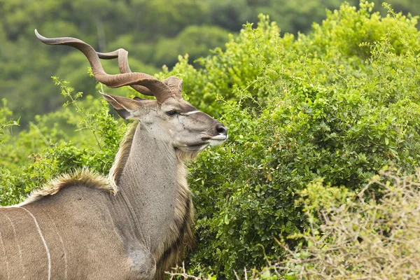 Grande Macho Kudu Pie Masticando Verde Suculenta Lámina Lado Colina —  Fotos de Stock