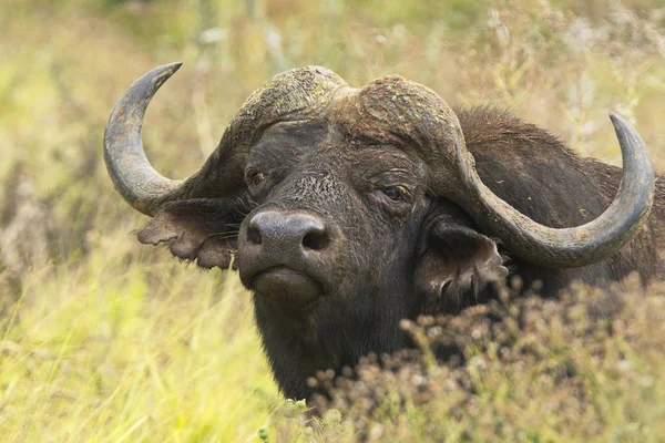 ゲーム リザーブでブッシュ周りを見て積極的な警告アフリカ水牛 — ストック写真