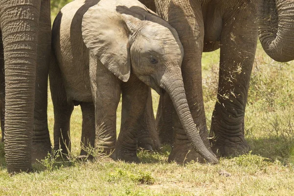 Bebé Elefante Becerro Pie Sombra Las Mamás Protección Comer Hierba — Foto de Stock