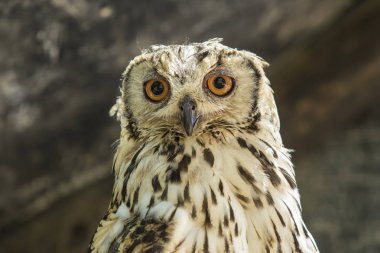 Benekli kartal baykuş oturma ve çok uyarı seyir portresi 