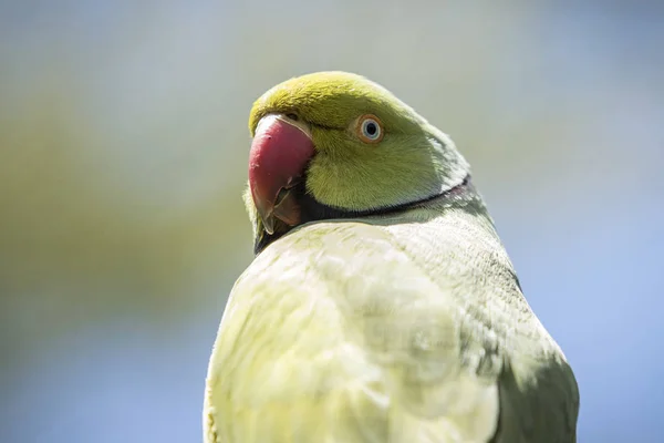 Beautiful Portrait Indian Ringnecked Parakeet Full Sunlight — Stock Photo, Image