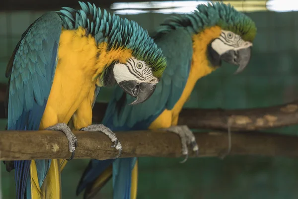 Beautiful Macaw Parrots Sitting Perch Looking Attention — Stock Photo, Image