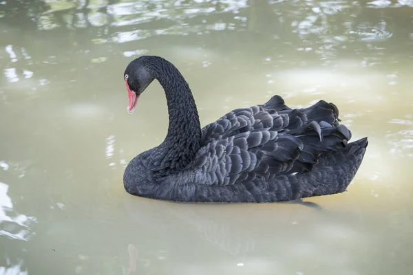 Beau Cygne Noir Relaxant Sur Étang Par Une Chaude Journée — Photo