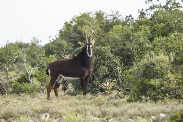 Bella Antilope Maschio Sable Piedi Solo Una Radura Accanto Cespuglio — Foto Stock