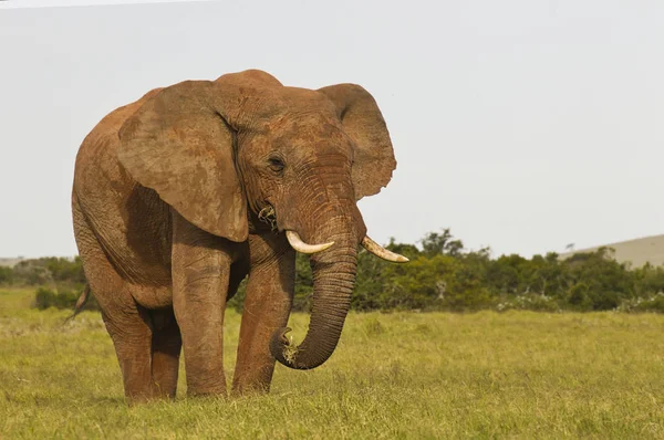 Enorme Elefante Africano Che Nutre Erba Lussureggiante Morbida Luce Del — Foto Stock